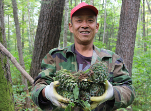 龍江森工集團(tuán)穆棱林業(yè)局有限公司，林業(yè)工人采收紅松籽。