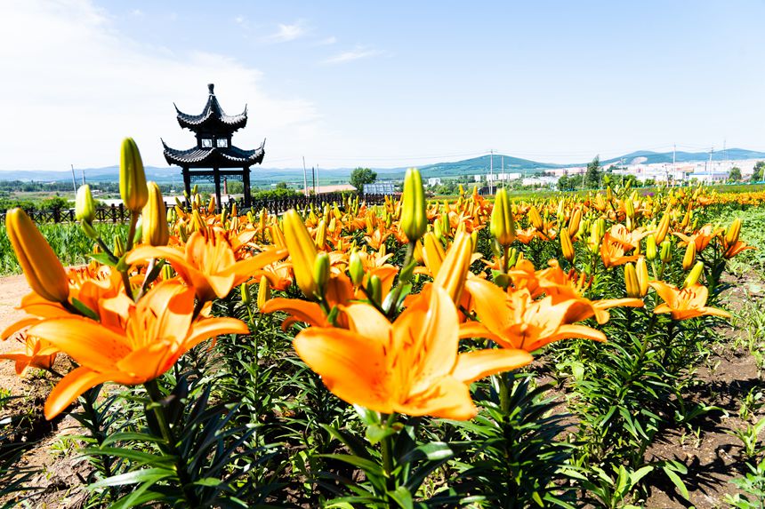 黑龍江雙鴨山：紫云花正濃 百合惹人醉