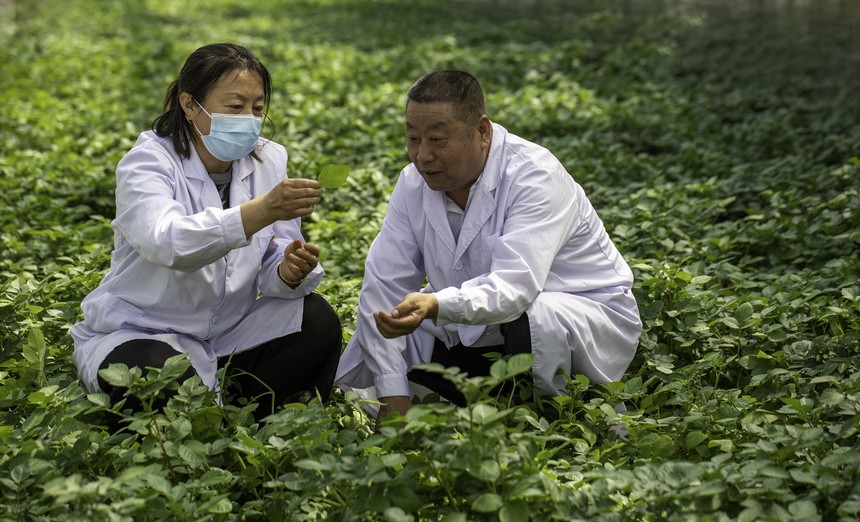 北大荒集團克山農場農技人員實時監測作物生長和天氣變化。