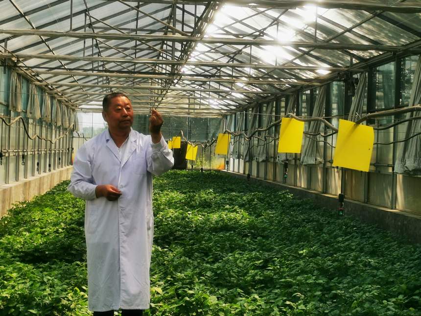 北大荒集團(tuán)克山農(nóng)場(chǎng)種薯研發(fā)中心科技人員在進(jìn)行科研試驗(yàn)。