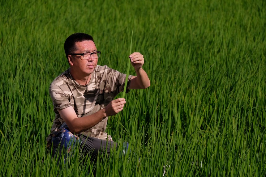 北大荒集團泰來農場每天對各種作物地塊兒進行巡回檢查，掌握秧苗長勢，做到及時發現問題、及時指導解決。
