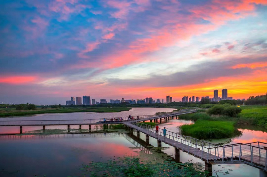 哈爾濱夏日濕地風光。哈爾濱市委宣傳部供圖