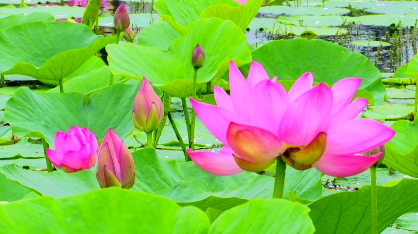 黑龍江：興凱湖畔百朵荷花競相開放