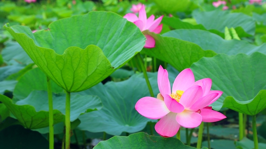 黑龍江：興凱湖畔百朵荷花競相開放