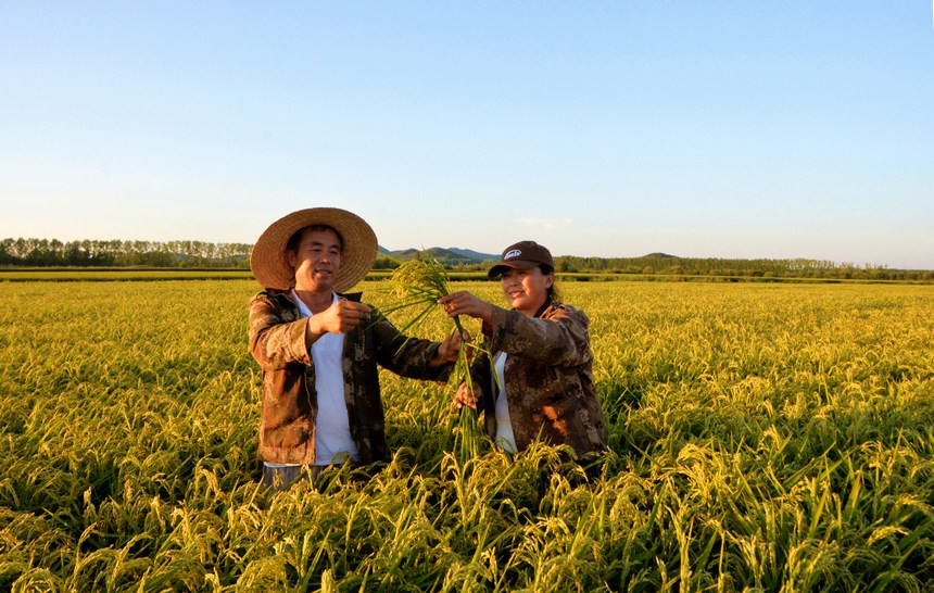 種植戶(hù)趙廣林與妻子在查看水稻長(zhǎng)勢(shì)。