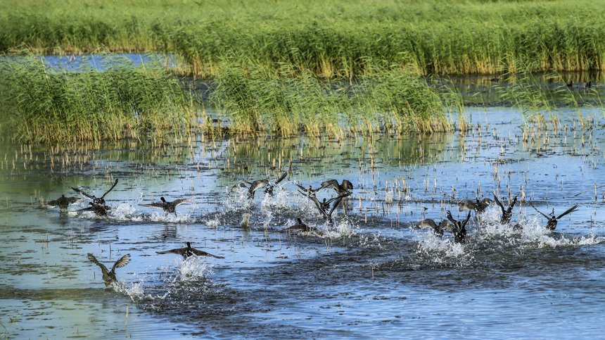 “葦蕩連天碧，水鳥漫云空”雙鴨山濕地迎來“水鳥南遷季”【5】