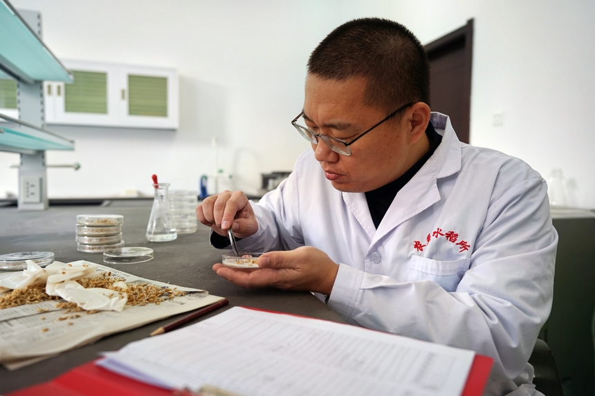 黑龍江省農墾科學院發揮科技力量助力春耕生產。楊甲文 攝