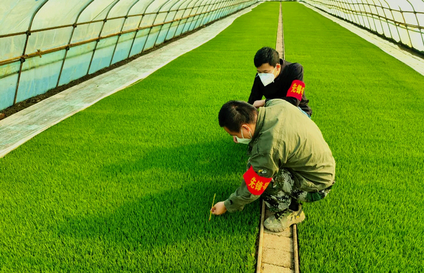 北大荒集團勤得利農場有限公司農技人員下田指導。劉江攝
