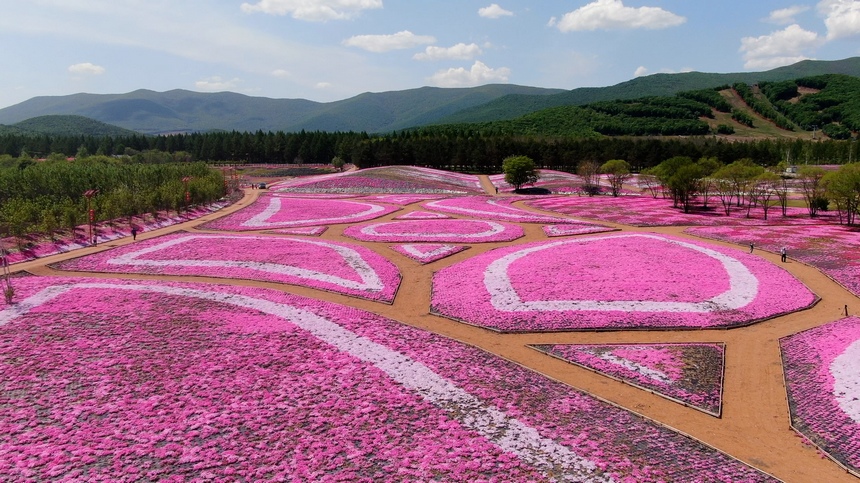 黑龍江寶清：芝櫻花綻放迎客來(lái)