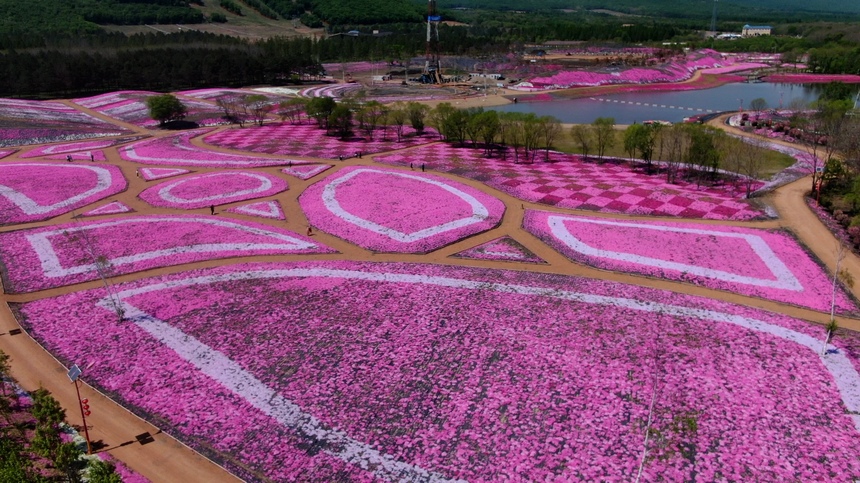 黑龍江寶清：芝櫻花綻放迎客來