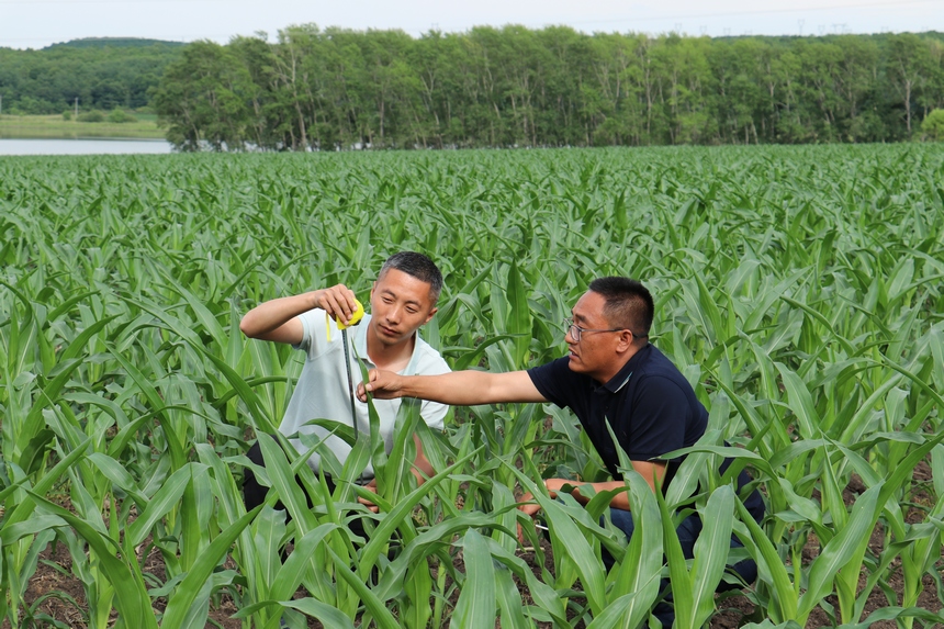 北大荒集團友誼農場科技人員深入田間地頭實地查看玉米苗情長勢及病蟲害情況，及時引導種植戶開展“夏管”作業。周立軍攝