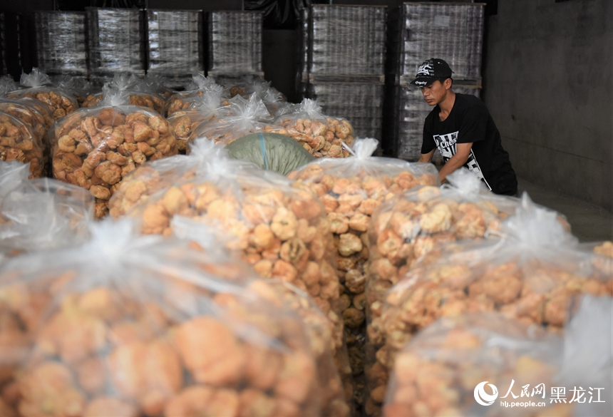 菌農正在整理擺放烘干后的猴頭菇。人民網記者蘇靖剛攝