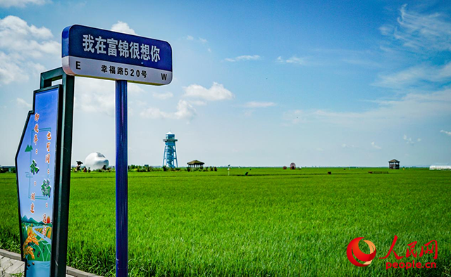 富錦市萬畝水稻公園。人民網記者 蘇靖剛攝