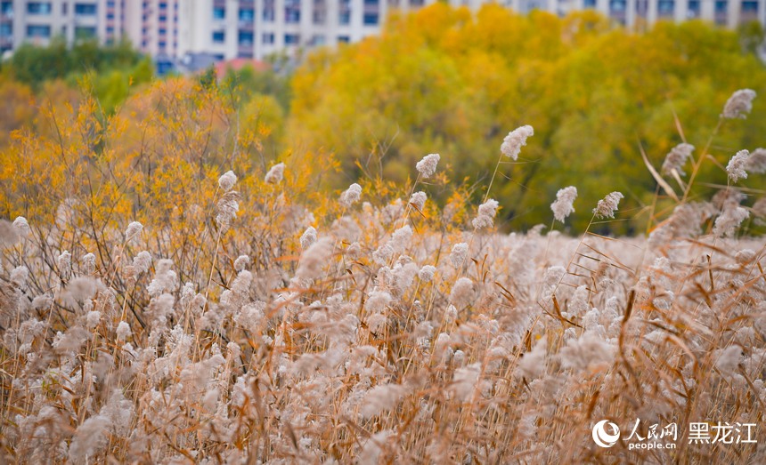 “五花”秋色扮靚哈爾濱