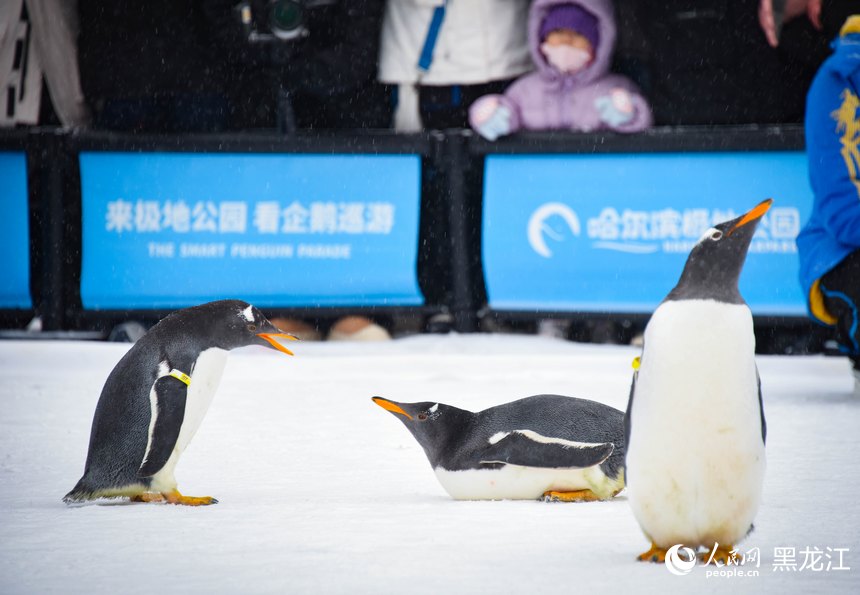 哈爾濱極地公園“淘學企鵝”大巡游開啟冬日首秀