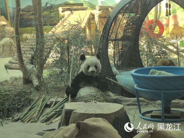 大熊貓“思嘉”在場館內(nèi)啃食竹子。人民網(wǎng) 尚城攝