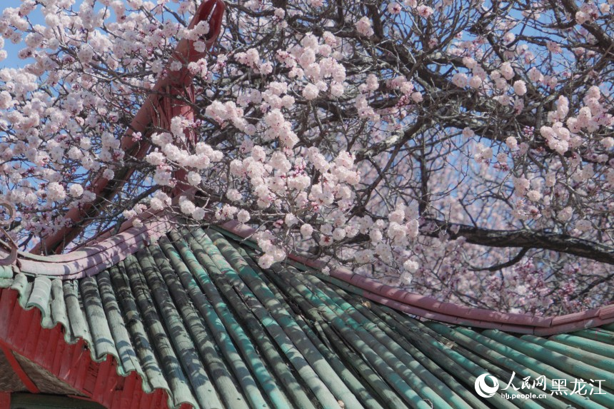 哈爾濱市民游客春日“追花”