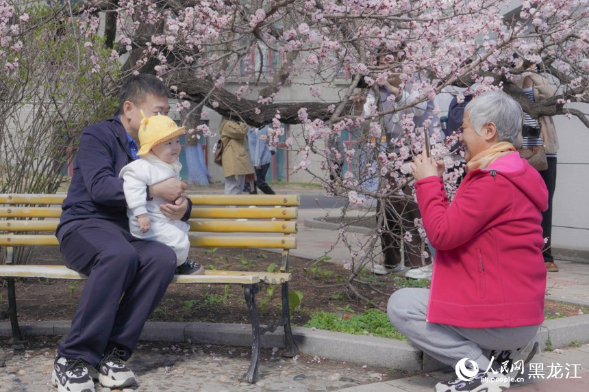 哈爾濱市民游客春日“追花”