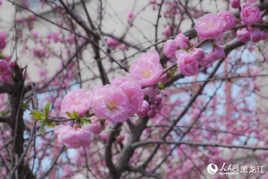 哈爾濱市民游客春日“追花”