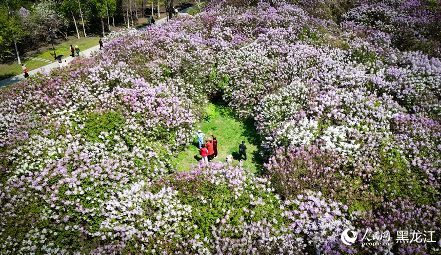 哈爾濱丁香花開綻芬芳