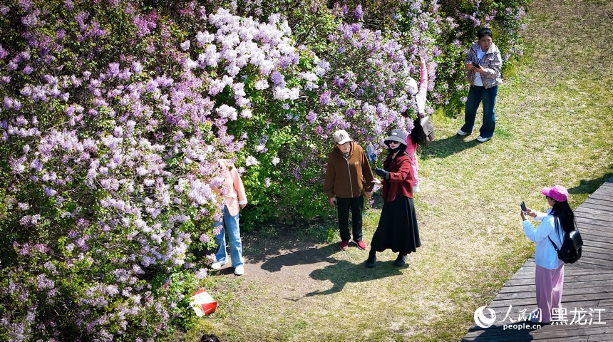 哈爾濱丁香花開綻芬芳