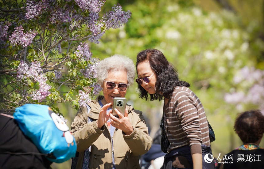 哈爾濱丁香花開綻芬芳