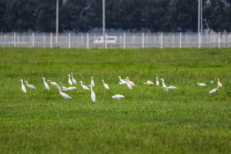華晨寶馬里達工廠內的水面、草坪，成了國家二級保護動物牛背鷺的棲息地。華晨寶馬供圖